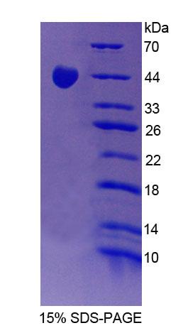 Figure 1. SDS-PAGE