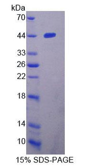 Figure 1. SDS-PAGE