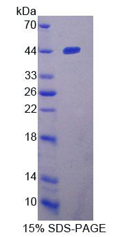 Figure 1. SDS-PAGE