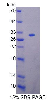 Figure 1. SDS-PAGE