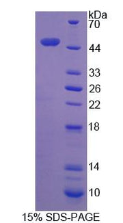 Figure 1. SDS-PAGE