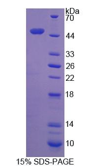 Figure 1. SDS-PAGE