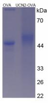 OVA Conjugated Rat Urocortin 2 (UCN2)