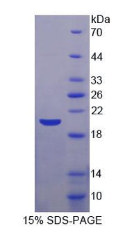 Figure 1. SDS-PAGE