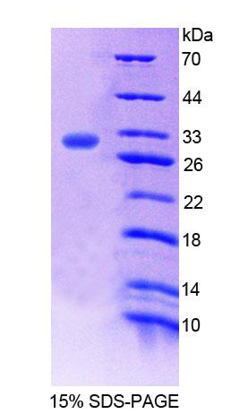 Figure 1. SDS-PAGE