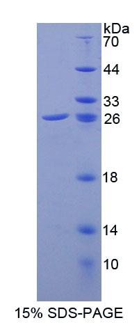 Figure 1. SDS-PAGE