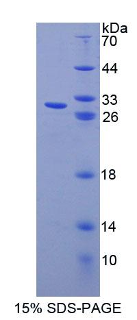Figure 1. SDS-PAGE