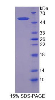 Figure 1. SDS-PAGE