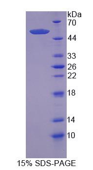 Figure 1. SDS-PAGE