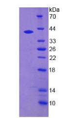 Figure 2. SDS-PAGE