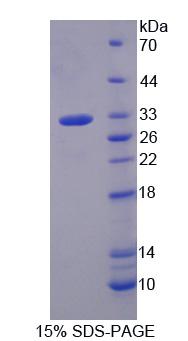 Figure 1. SDS-PAGE