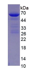 Figure 2. SDS-PAGE