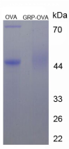 BSA Conjugated Human Gastrin Releasing Peptide (GRP)