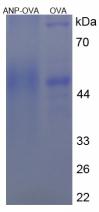 Figure 2. SDS-PAGE