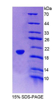 Figure 1. SDS-PAGE