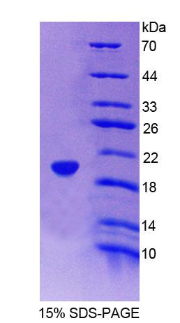 Figure 1. SDS-PAGE