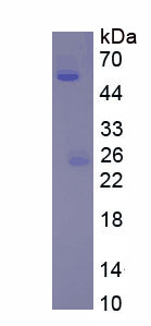 Figure 1. SDS-PAGE