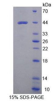 Figure 1. SDS-PAGE