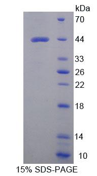 Figure 1. SDS-PAGE