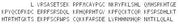 Recombinant Wilms Tumor Protein (WT1), RPU50316