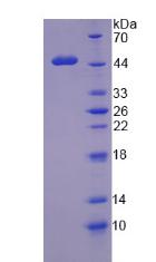 Figure 2. SDS-PAGE
