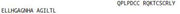 OVA Conjugated Orexin A (OXA), RPU50326