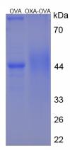OVA Conjugated Human Orexin A (OXA)