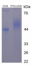 Figure 1. SDS-PAGE