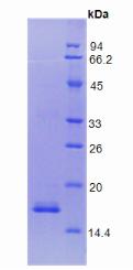 Figure 2. SDS-PAGE