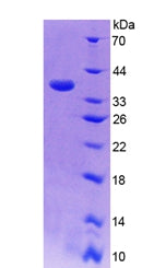 Figure 3. SDS-PAGE