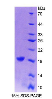 Figure 1. SDS-PAGE