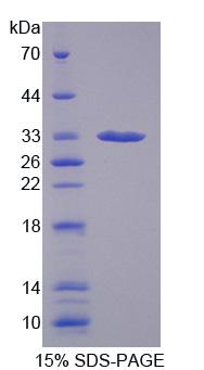 Figure 1. SDS-PAGE