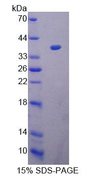 Figure 1. SDS-PAGE