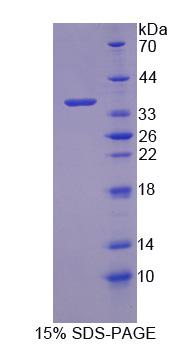 Figure 1. SDS-PAGE