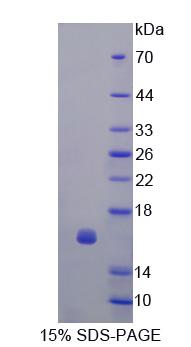 Figure 1. SDS-PAGE