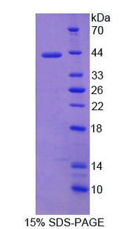 Figure 1. SDS-PAGE