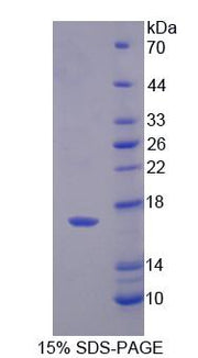 Figure 1. SDS-PAGE