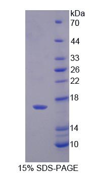 Figure 1. SDS-PAGE