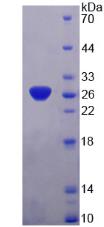 Figure 2. SDS-PAGE