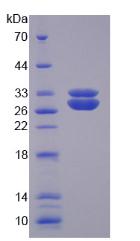 Figure 3. SDS-PAGE
