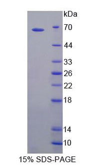 Figure 1. SDS-PAGE