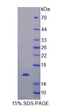 Figure 1. SDS-PAGE