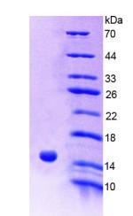 Figure 2. SDS-PAGE