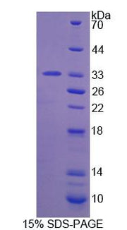 Figure 1. SDS-PAGE