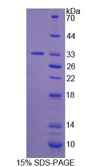 Figure 1. SDS-PAGE