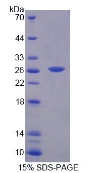 Figure 1. SDS-PAGE
