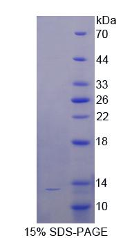 Figure 1. SDS-PAGE