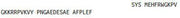 OVA Conjugated Adrenocorticotropic Hormone (ACTH), RPU50363