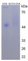 OVA Conjugated Human Adrenocorticotropic Hormone (ACTH)