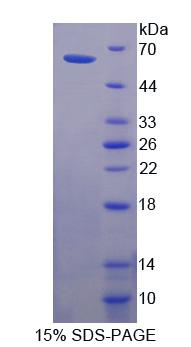 Figure 1. SDS-PAGE